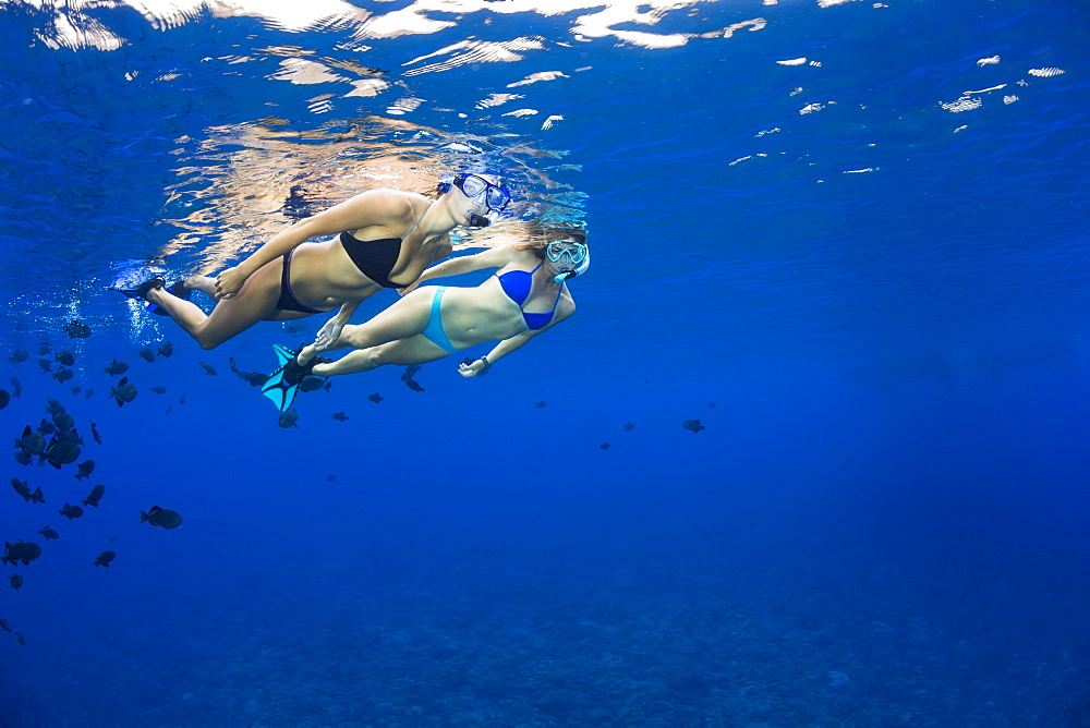 Two young women free diving with black triggerfish (Melichthys niger), Molokini Marine Preserve off the island of Maui, Maui, Hawaii, United States of America