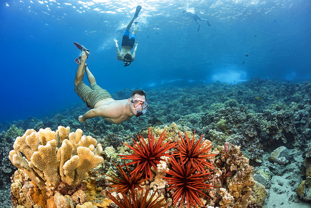 Two men free diving over a Hawaiian hard coral reef with slate pencil sea urchins (Heterocentrotus mammillatus), Hawaii, United States of America