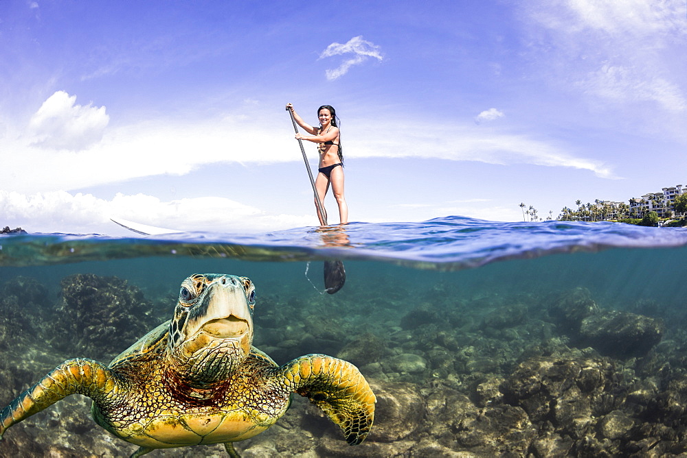 A green sea turtle (Chelonia mydas), an endangered species, surfaces for a breath in front of a stand-up paddle board off the coast of Maui, Maui, Hawaii, United States of America