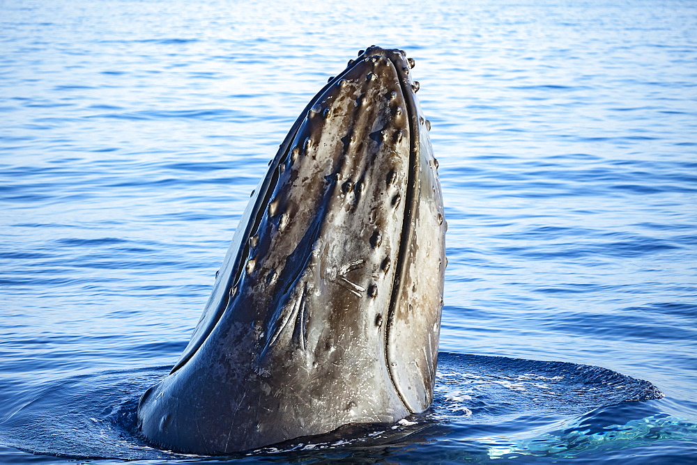 A look at the bump-like knobs known as tubercles on the top of the head of a Humpback whale (Megaptera novaeangliae). Each protuberance contains at least one stiff hair. The purpose of these hairs is not known, though they may provide the whale with a sense of 'touch', Hawaii, United States of America