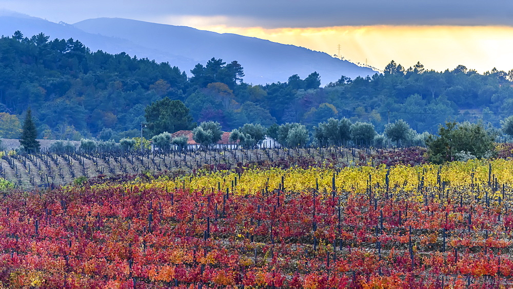 Colourful, autumn coloured foliage on crops in Douro Valley, Peso da Regua, Vila Real, Portugal