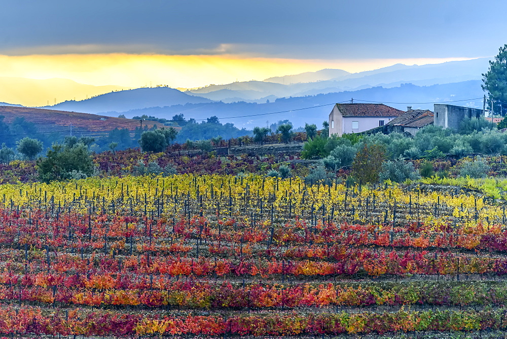 Colourful, autumn coloured foliage on crops in Douro Valley, Peso da Regua, Vila Real, Portugal