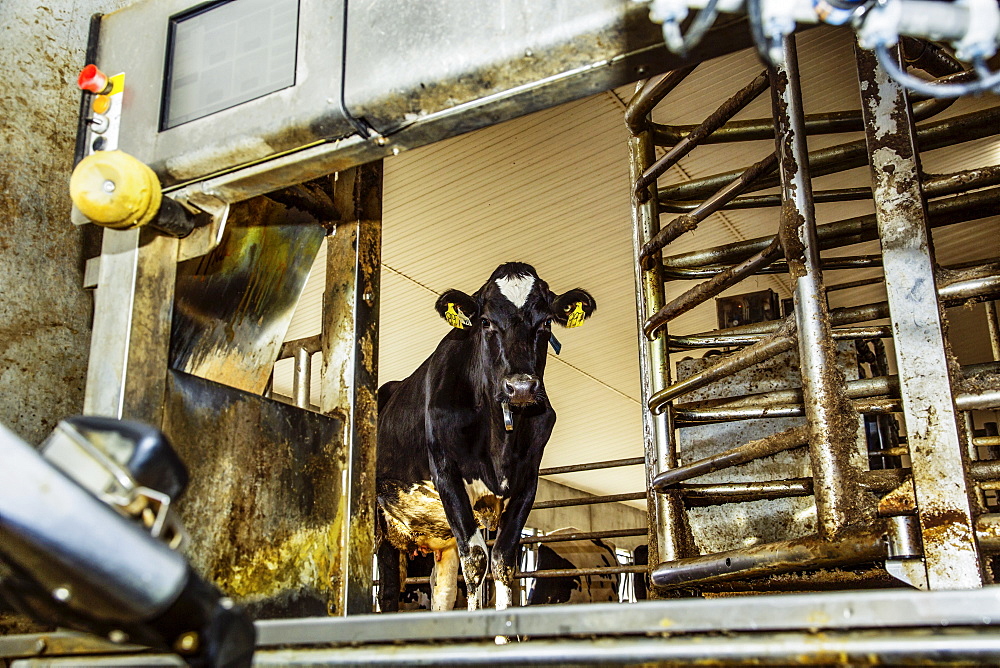 Holstein cow looking out of a milking stall waiting to be milked using automated milking equipment on a robotic dairy farm, North of Edmonton, Alberta, Canada