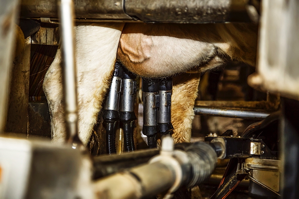 Close-up of Holstein cow teats and milking cups using lasers for automated milking equipment on a robotic dairy farm, North of Edmonton, Alberta, Canada