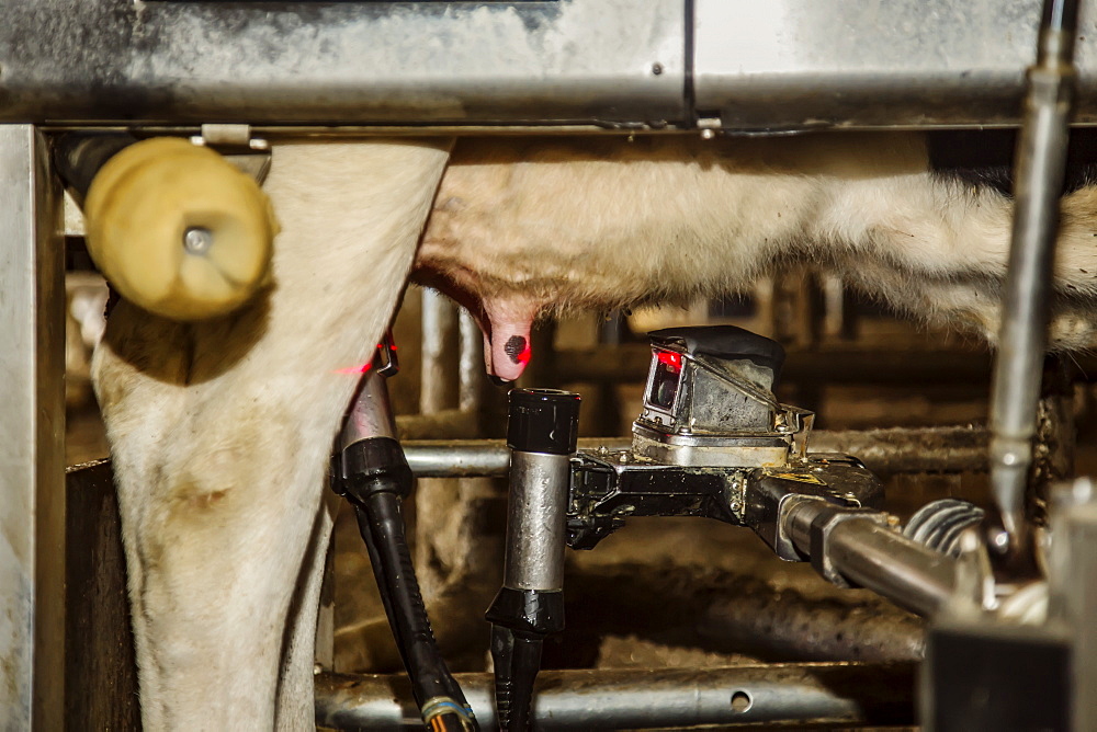 Close-up of Holstein cow teats and milking cups using lasers for automated milking equipment on a robotic dairy farm, North of Edmonton, Alberta, Canada