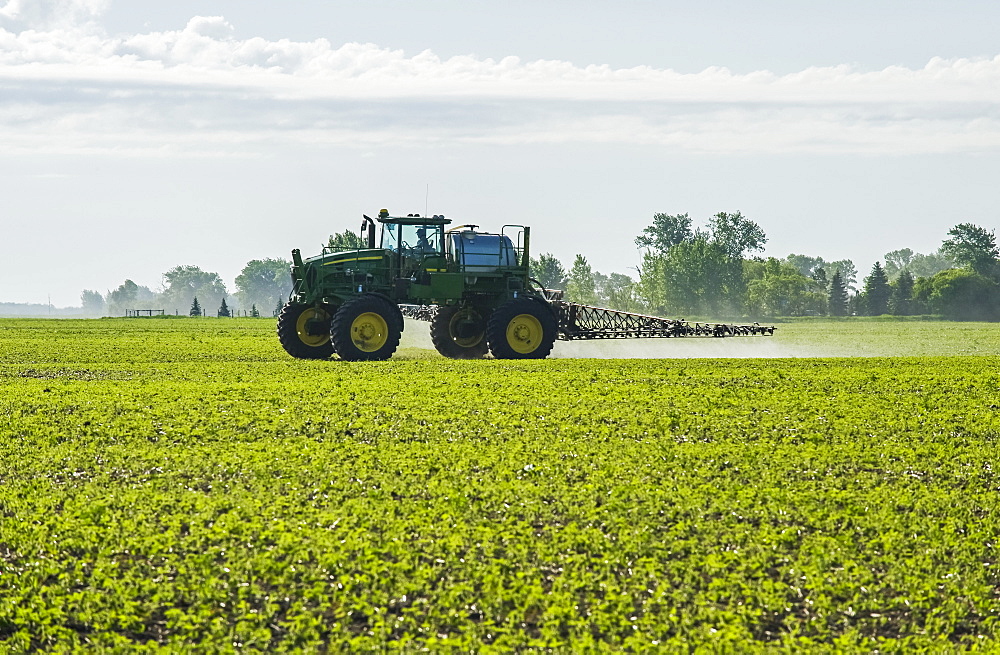 A high clearance sprayer gives a ground chemical application of herbicide to early growth soybeans, near Niverville, Manitoba, Canada