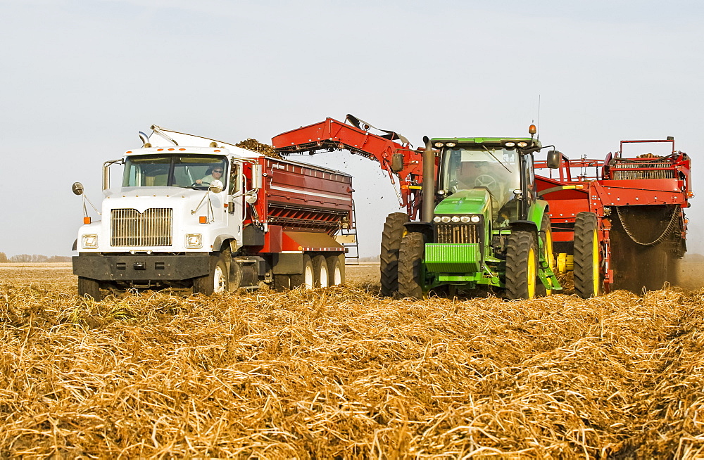 A potato digger harvests and loads a truck with potatoes, near Holland, Manitoba, Canada