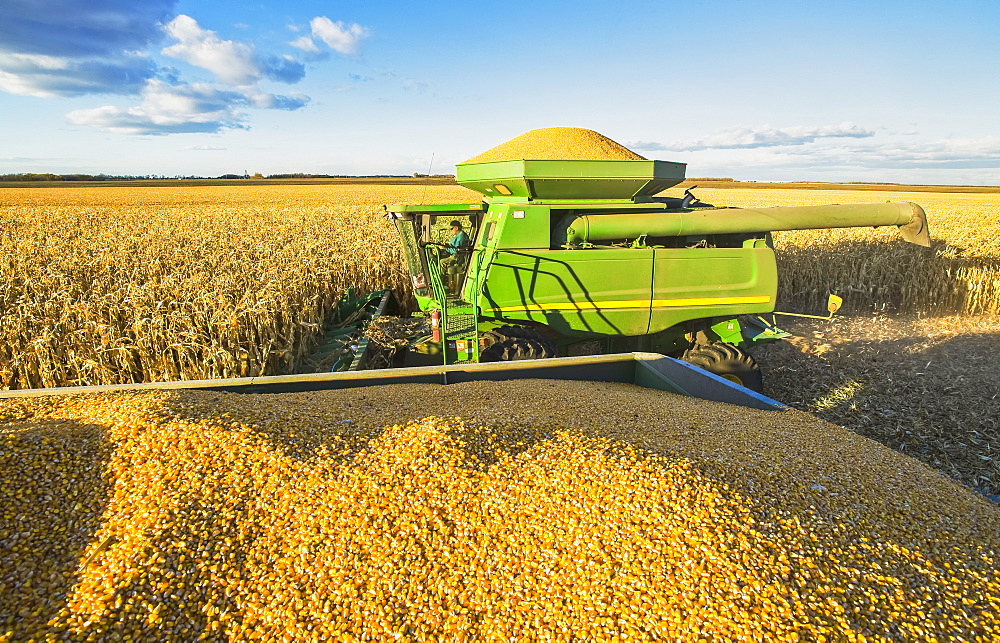 A combine harvester full of feed/grain corn next to a farm truck loaded with the crop, during the harvest near Niverville, Manitoba, Canada