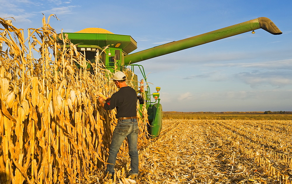 A farmer examines mature, harvest ready feed/grain corn in front of his combine harvester during the harvest, near Niverville, Manitoba, Canada