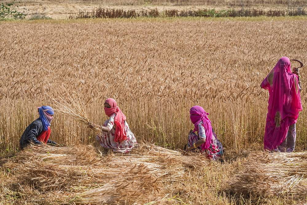 Woman harvesting wheat in the northern region of Jowai, Jowai, Meghalaya, India