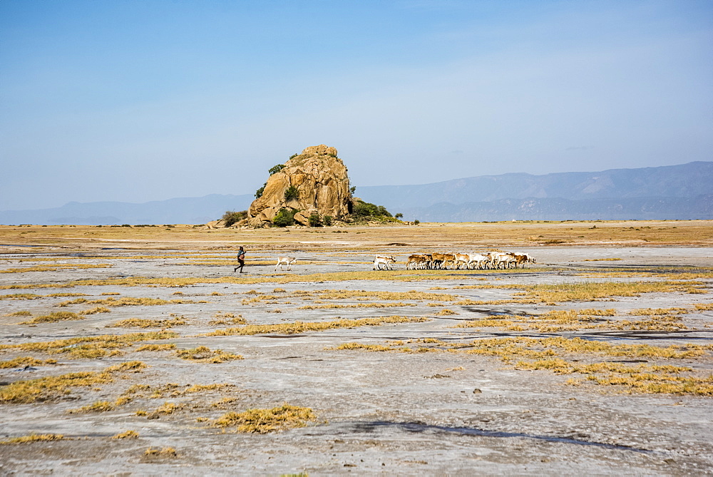 Datoga tribesman herding goats near Lake Eyasi, Tanzania