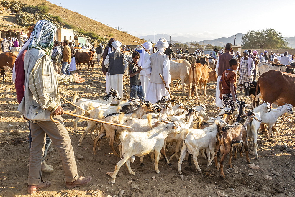 Goat herders with their goats at the Monday livestock market, Keren, Anseba Region, Eritrea