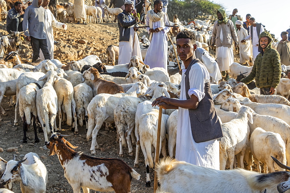 Eritrean herders with goats and sheep at the Monday livestock market, Keren, Anseba Region, Eritrea