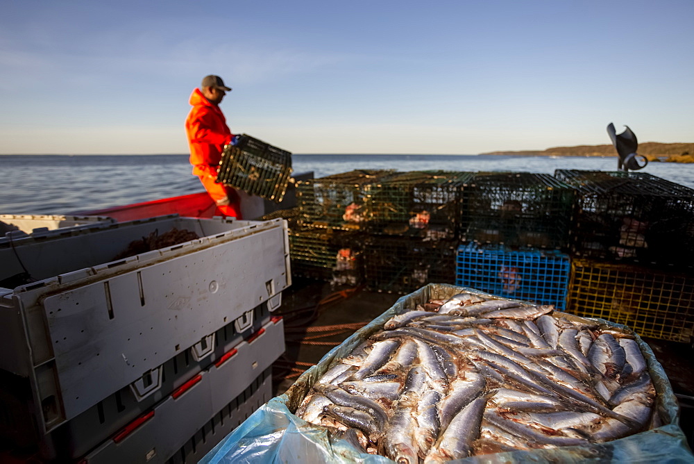 Lobster fisherman with herring bait. Digby Neck, Bay of Fundy, Nova Scotia, Canada