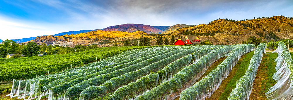 Vineyard and Cascade Mountains at dusk, vines covered with plastic, Okanagan Valley, British Columbia, Canada