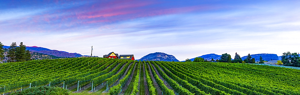 Vineyard and Cascade Mountains at dusk, Okanagan Valley, British Columbia, Canada