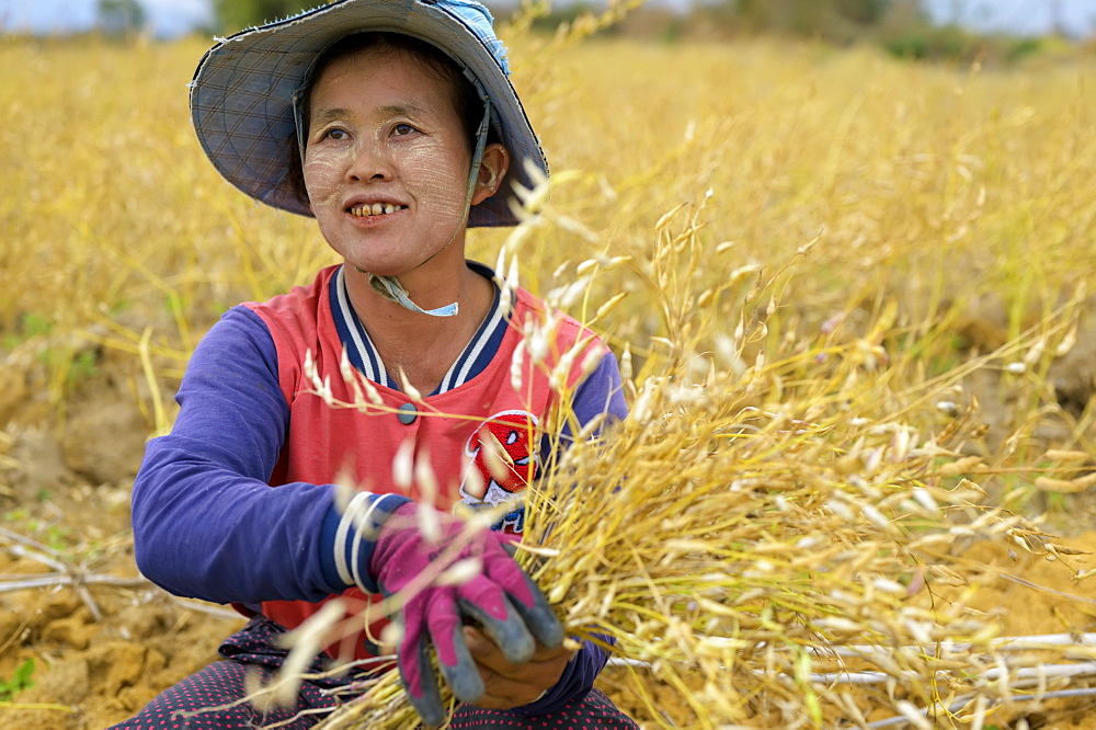 A woman farming grain, Taungyii, Shan State, Myanmar