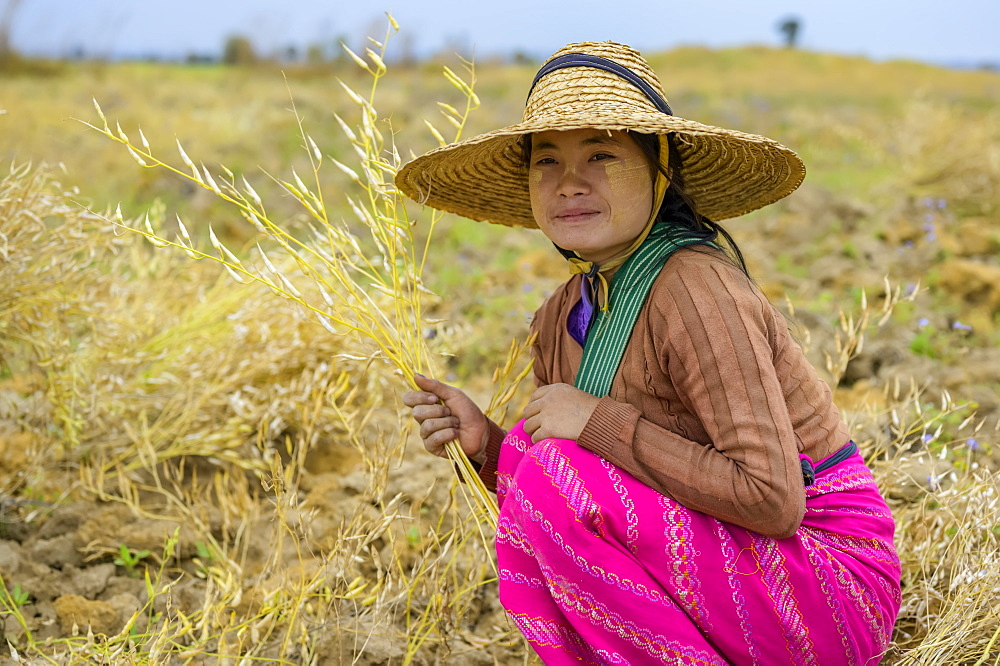 A young woman farming grain, Taungyii, Shan State, Myanmar