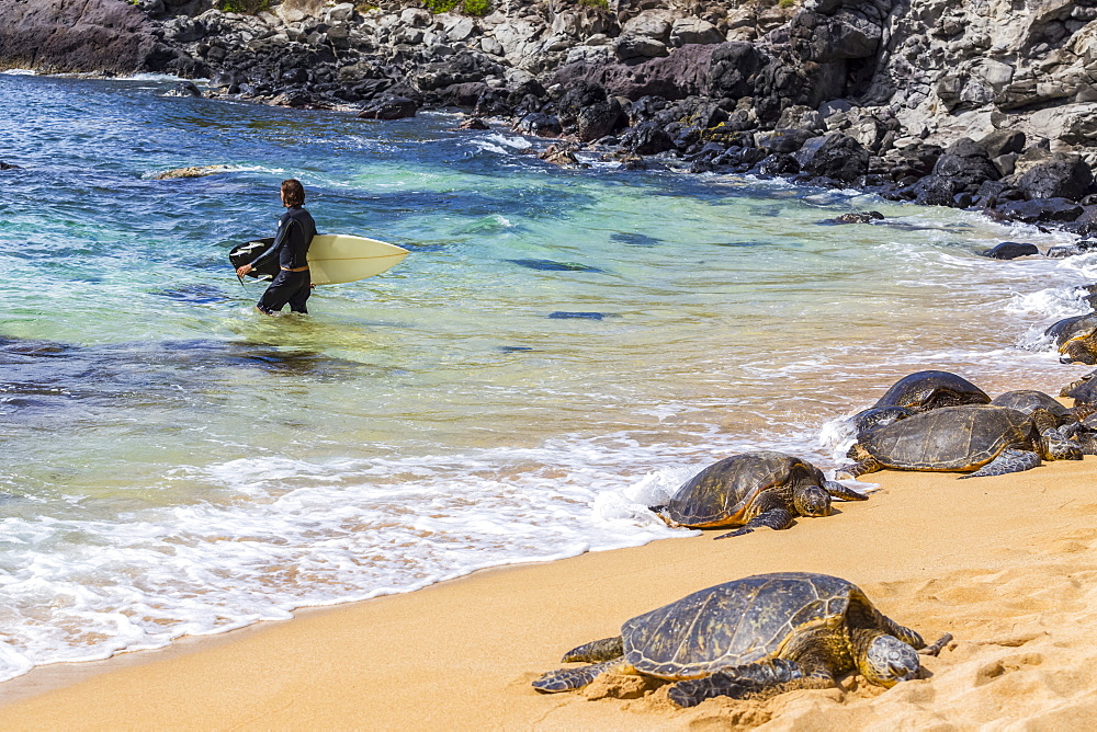 A male surfer walks away from the shoreline towards the pacific ocean surf. Green sea turtles (Chelonia mydas) nap on the sand on the edge of the beach to catch the sun on famous Hookaipa Beach, Paia, Maui,Hawaii, United States of America