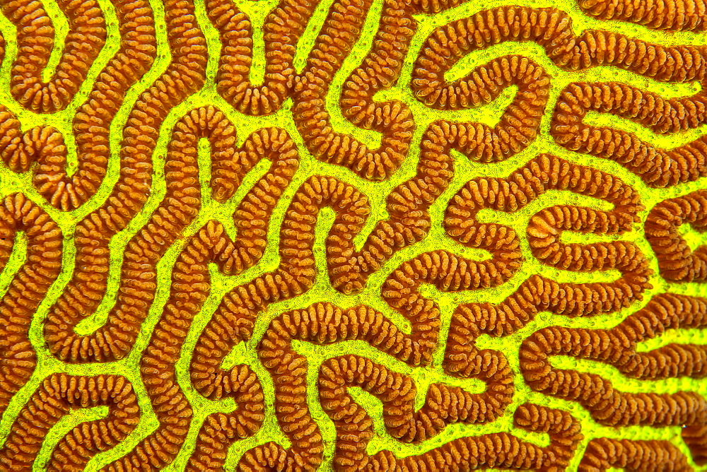 A close look at the detail of Brain coral (Platygyra sinensis) during the day with the its polyps closed, Yap, Federated States of Micronesia