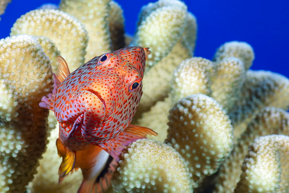 Typical of this family the Blackside hawkfish (Paracirrhites forsteri) has thick spines in it's pectoral fins to aid staying in place on it's coral perch, Hawaii, United States of America