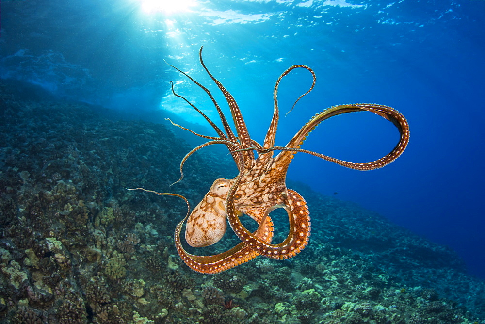 Day octopus (Octopus cyanea) in mid-water, Hawaii, United States of America