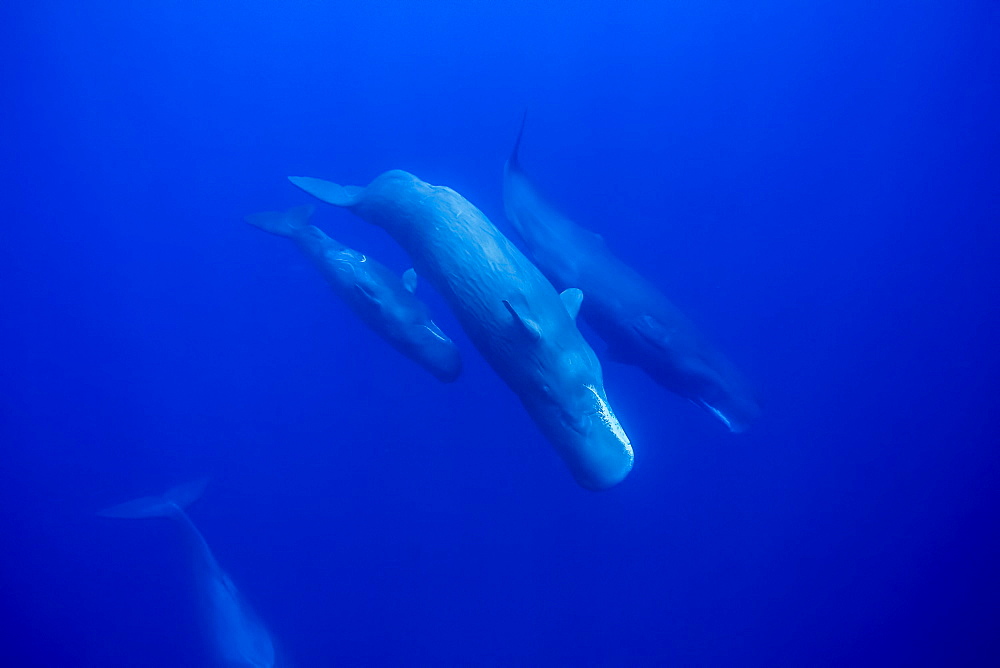 A calf imitates its mother swimming upside down. The sperm whale (Physeter macrocephalus) is the largest of all the toothed cetaceans. Males can reach 60 feet in length. Photographed in the Indian Ocean off the coast of Sri Lanka, Sri Lanka