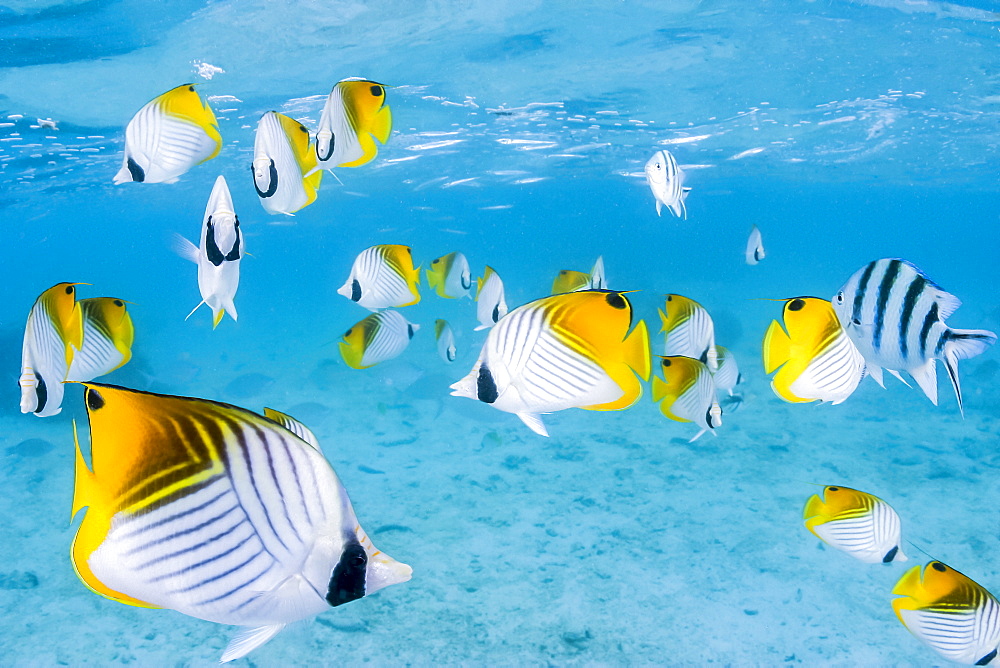 Schooling Threadfin butterflyfish (Chaetodon auriga) in Rarotonga Lagoon, Cook Islands