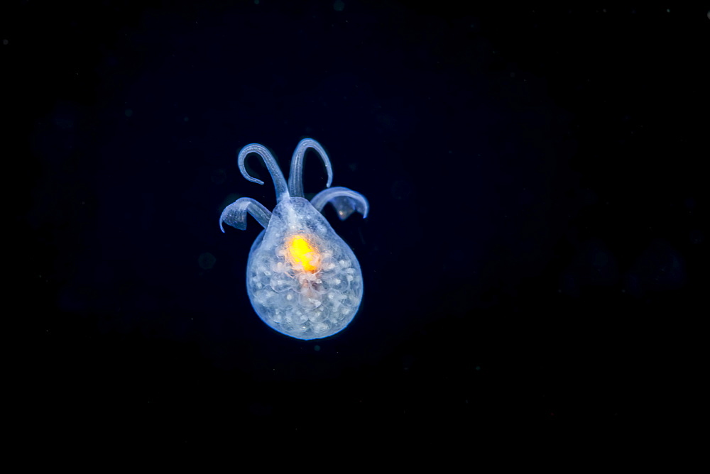 Gymnosome pteropod (Hydromyles globulosa), a shell-less, planktonic mollusk sometimes called the sea butterfly, Bali, Indonesia