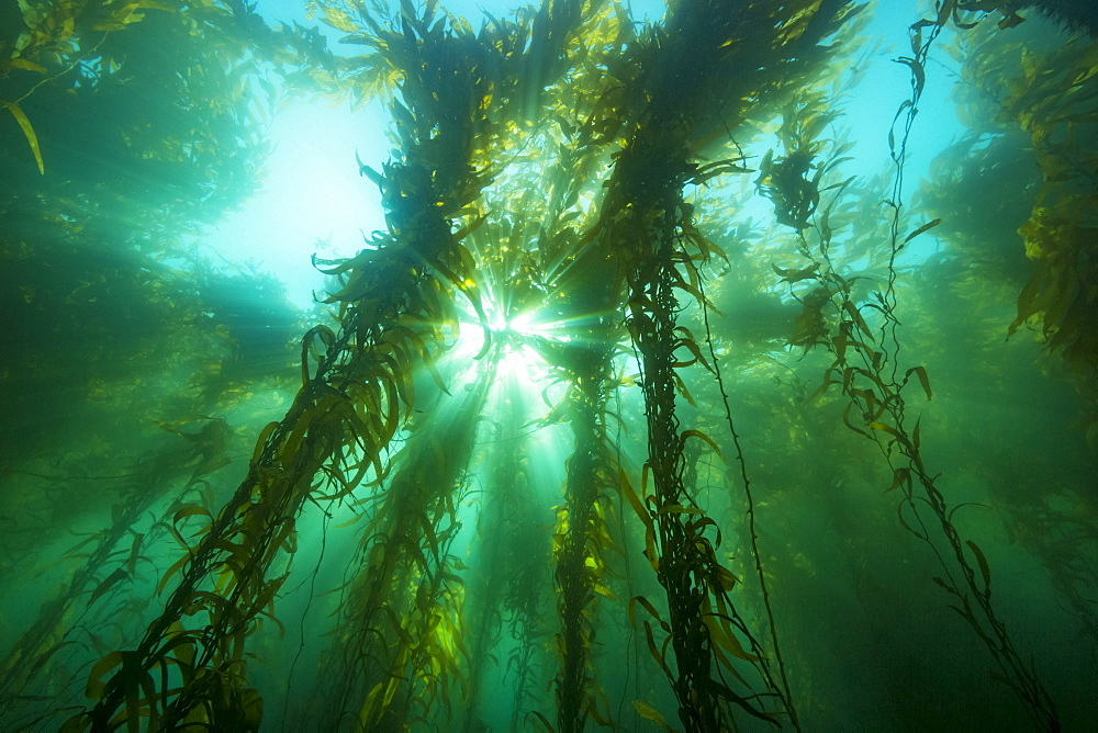 Sunlight streaming through a forest of giant kelp (Macrocystis pyrifera), off Santa Barbara Island, California, United States of America