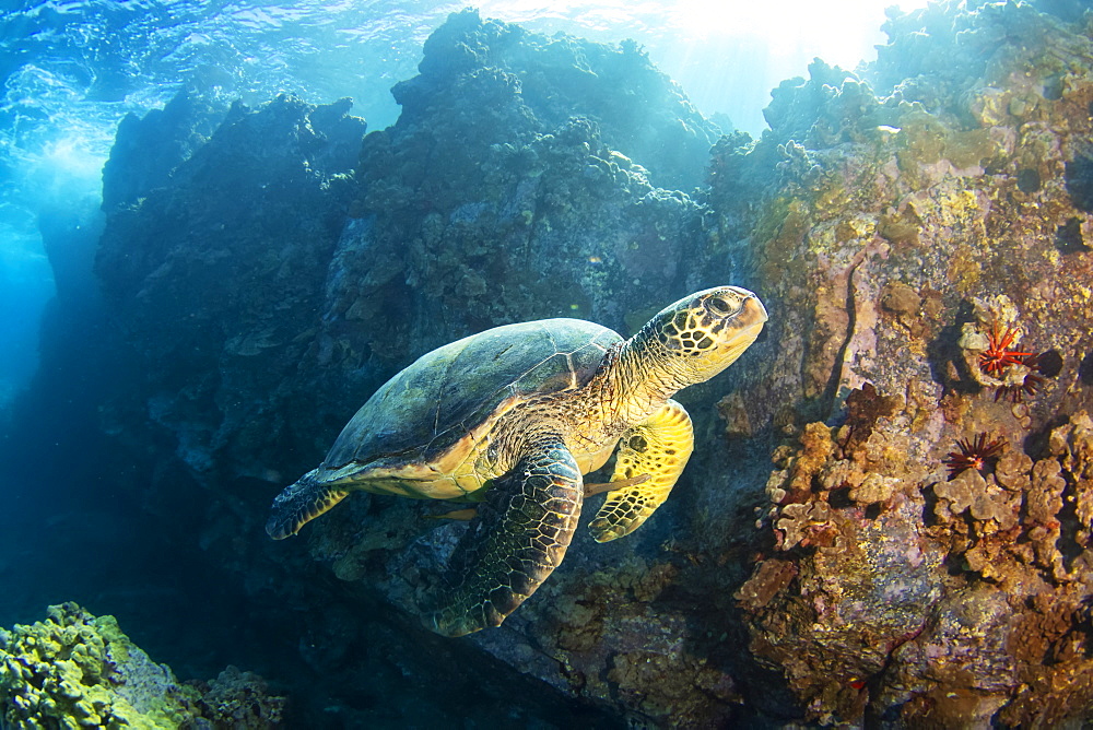 This trumpetfish (Aulostomus chinensis) is traveling over a reef between the fins of a green sea turtle (Chelonia mydas), an endangered species, in an attempt to ambush an unsuspecting fish, Maui, Hawaii, United States of America