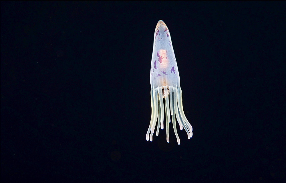 The larval stage of a tube anemone (Cerianthus sp), likely around 30 days old at this point, will settle on the bottom at approximately 100 days. Photographed at night one mile off the island of Yap, Yap, Federated States of Micronesia