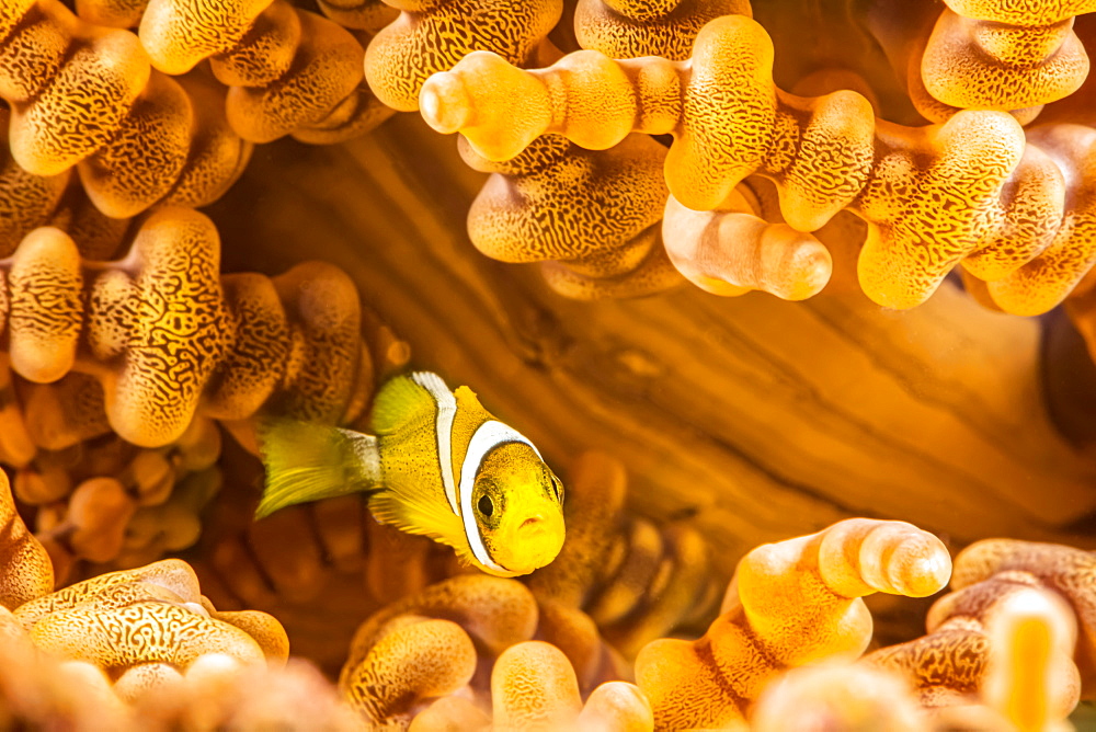 This juvenile Orange-fin anemonefish (Amphiprion chrysopterus) is pictured hiding in a beaded anemone (Heteractis aurora), Philippines