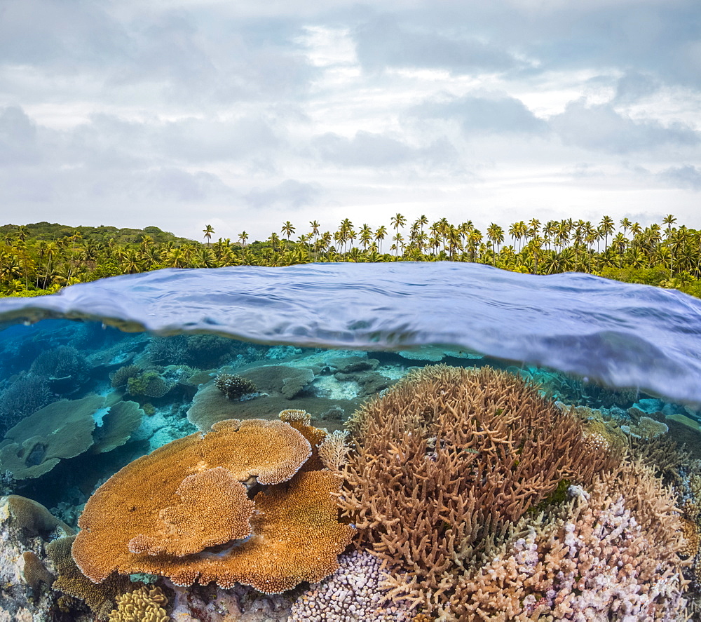 Split view with a coral reef below the water's surface and palm trees covering the island above, Fiji