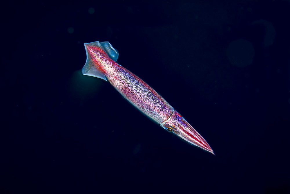 Japanese Flying Squid (Todarodes pacificus), also knows as a Japanese common squid, in black water. This image was captured a mile off the island of Yap at night with the bottom 1000+ feet below. Hundreds of these squid passed by very quickly. This one paused just briefly for a portrait. It is one of the most abundant of the commercially valuable squid in the world, Yap, Micronesia