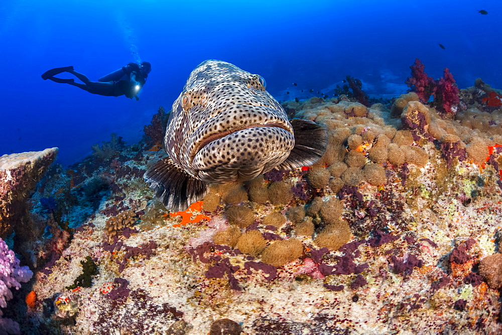 The Malabar grouper (Epinephelus malabaricus) is one of the largest and most common cod found on coastal reefs. It can weight over 300 lbs and reach 4 feet in length, Fiji