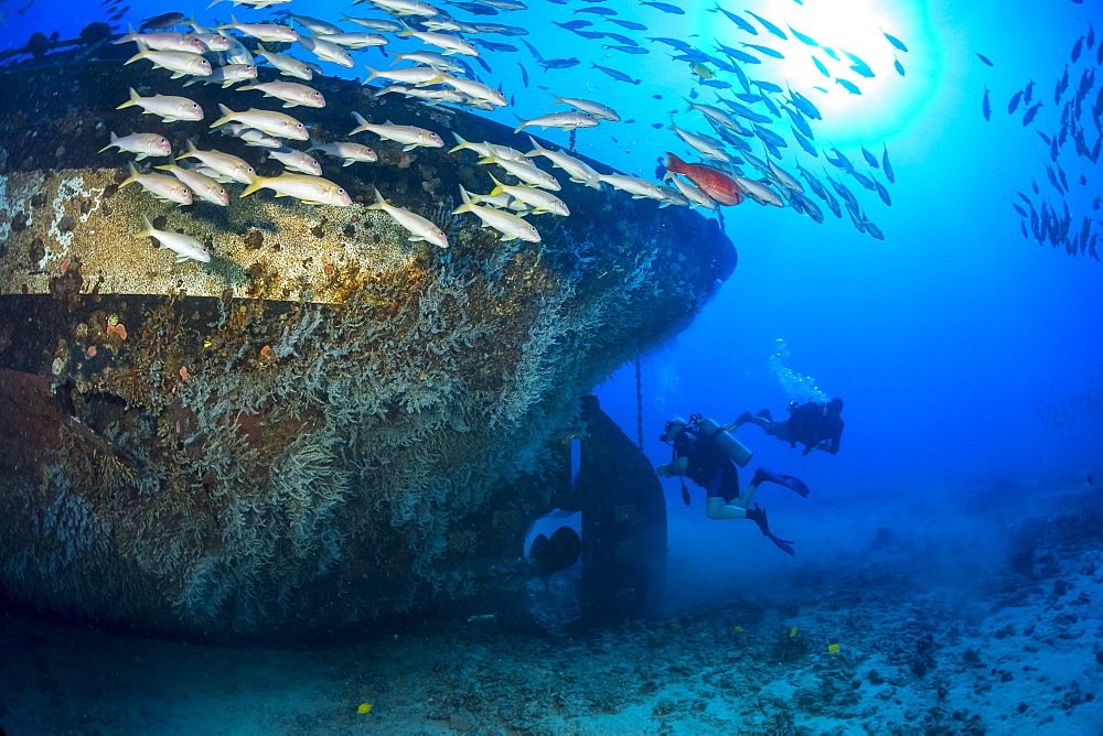 Divers exploring the prop and rudder at the stern of The Carthaginian, a Lahaina landmark, that was sunk as an artificial reef off Lahaina, Maui, Hawaii in December 2005, Maui, Hawaii, United States of America