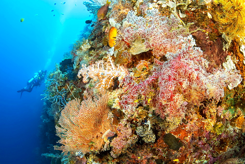 Divers explore a drop off covered with sponges and gorgonian and alcyonarian coral, Philippines