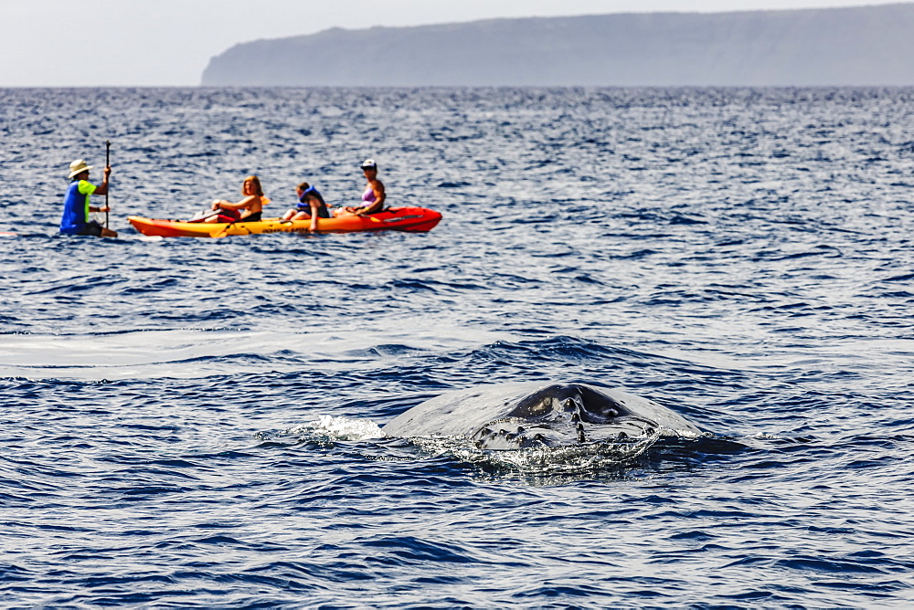 A Humpback Whale (Megaptera novaeangliae) slips below the surface at Maui not far from onlookers on a paddleboard and a sea kayak near Maui, Hawaii, United States of America