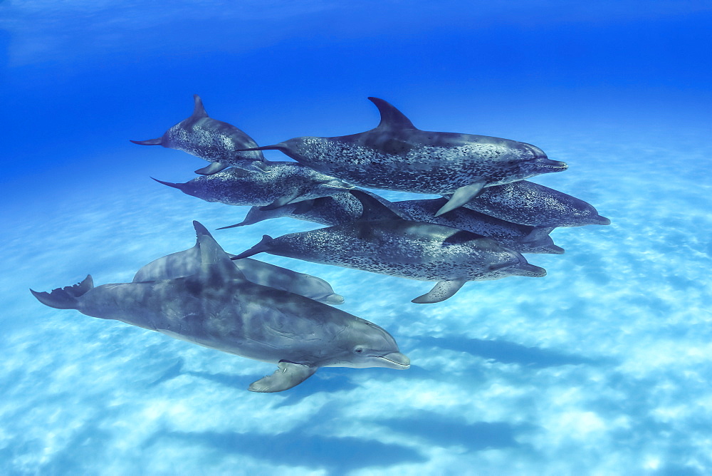 Mr. Fleetham spent an afternoon photographing these Atlantic Spotted Dolphin (Stenella plagiodon). During the several hours in the water a group of Atlantic Bottlenose Dolphin (Tursiops truncates) joined the company for nearly an hour of inter-species exchange, Bahamas