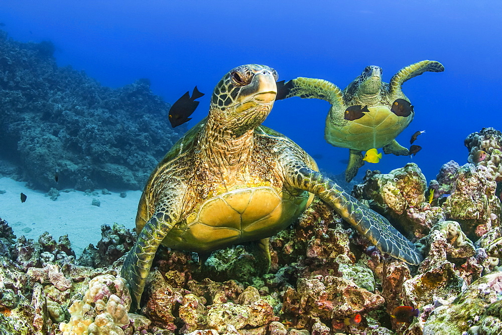 Green sea turtles (Chelonia mydas), an endangered species, Hawaii, United States of America