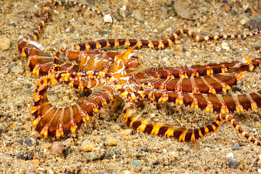 Mimic octopus (Thaumoctopus mimicus), Philippines. Some believe that this octopus intentionally mimics the appearance of other animals as a form of camouflage, Philippines