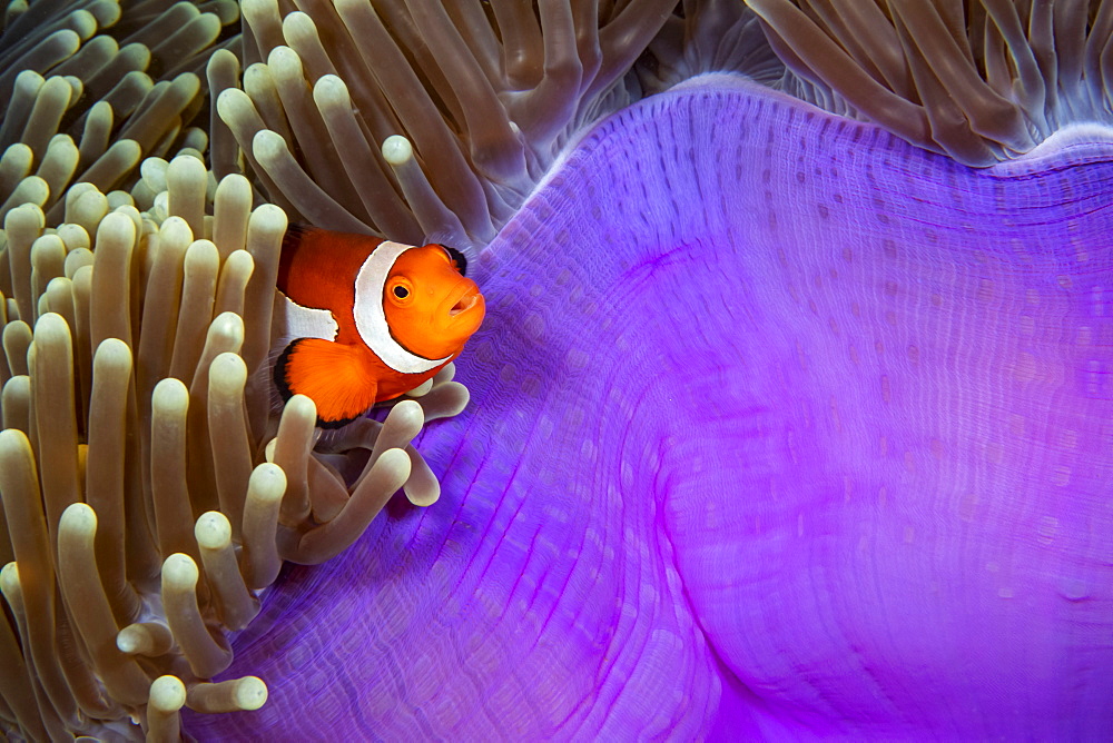 As you move east the western clown anemonefish (Amphiprion ocellaris), pictured here, is replaced with the eastern clown anemonefish (Amphiprion percula), Philippines