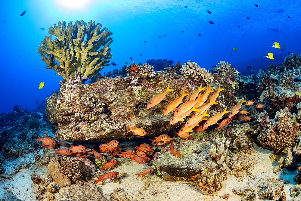 Hawaiian reef scene with soldierfish and goatfish, Hawaii, United States of America