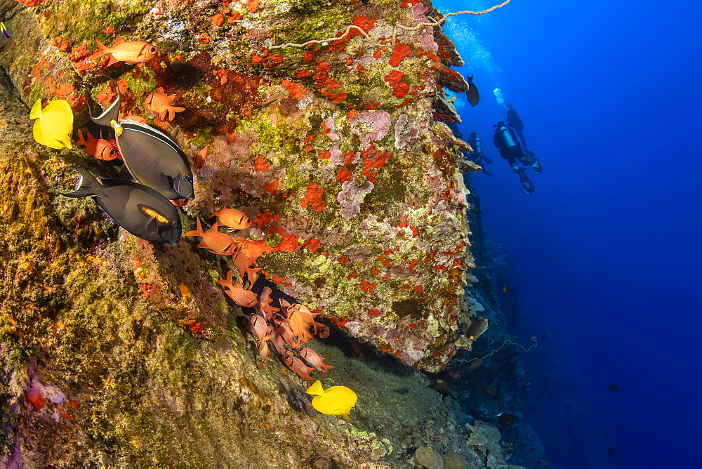 The Backwall at Molokini Marine Preserve drops down to 300 feet. Various reef fish stick close to a crevice here, Molokini, Maui, Hawaii, United States of America