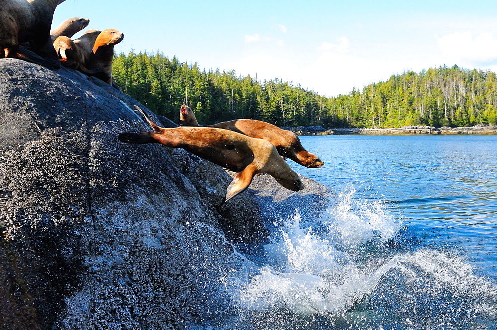 Stellar sea lions, Canada, North America 