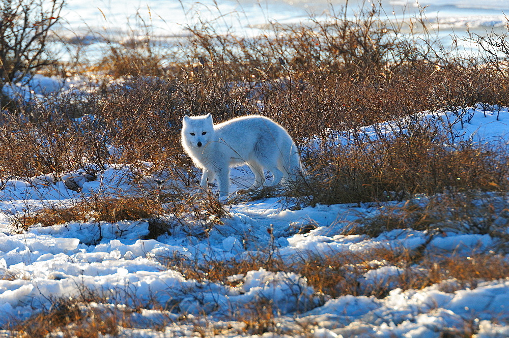 Arctic fox on ice, Wapusk National Park, Manitoba, Canada, North America 