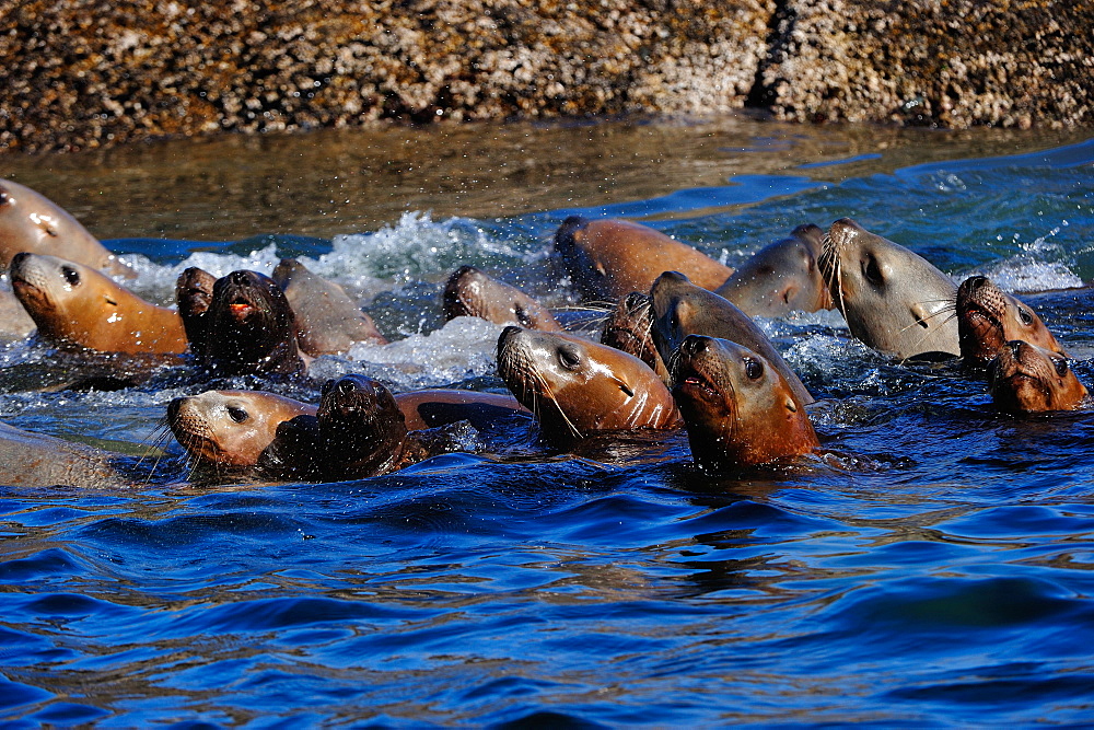 Sea lions on the Pacific Ocean in the Great Bear Rainforest, British Columbia, Canada, North America 