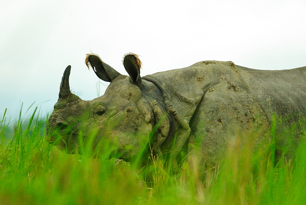 One horned rhinoceros in Kaziranga National Park, Assam, India, Asia