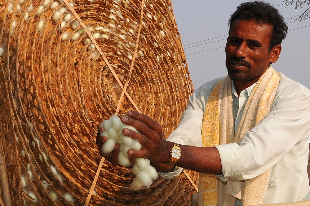 Silk farmer with cocoons, Kanakpura, Karnataka, India, Asia 